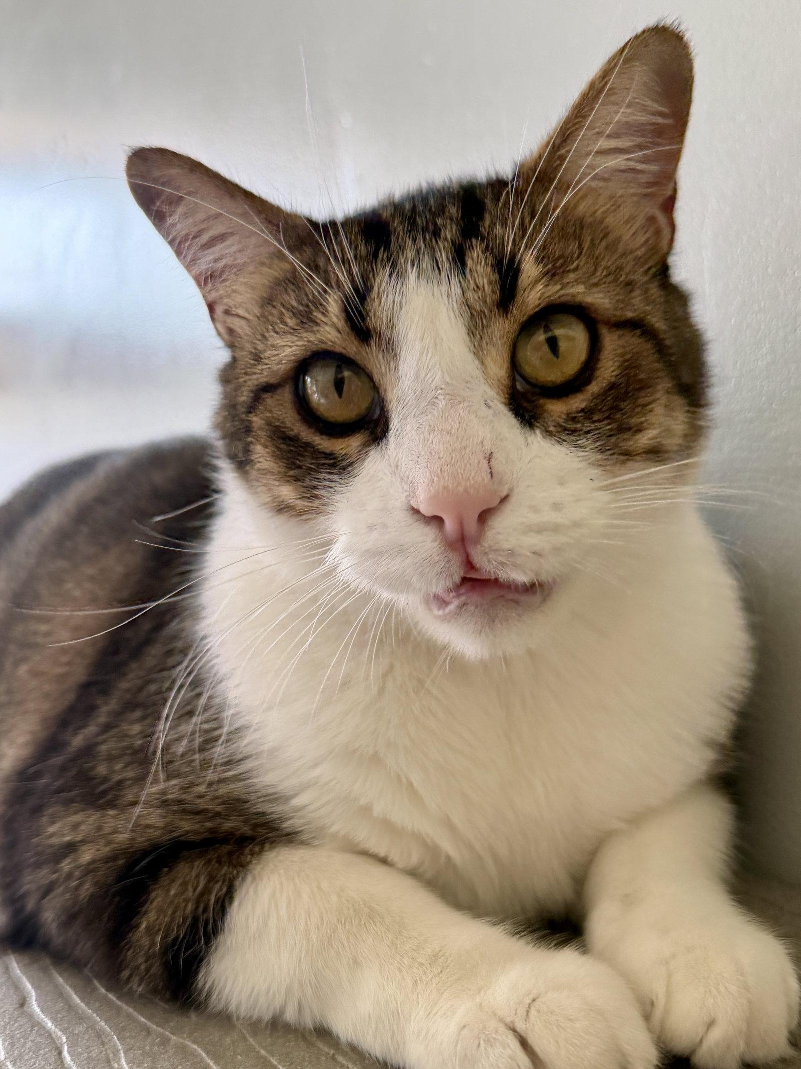 Enlarge Boots, a Adoptable Domestic Short Hair in Evergreen, CO image 3/3