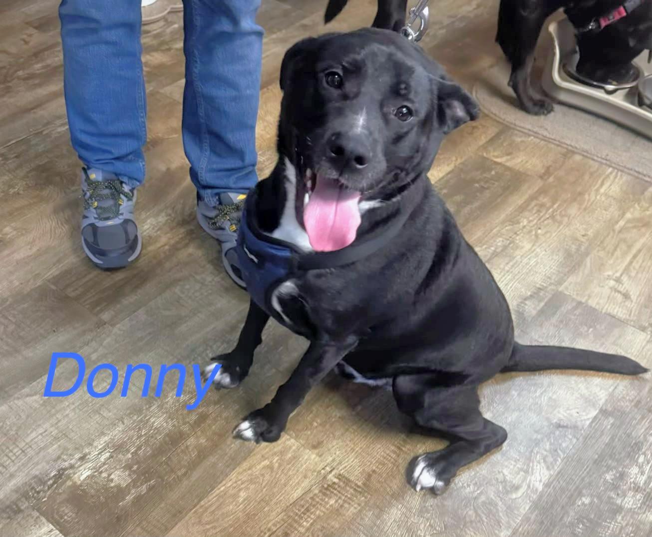 Enlarge Donnie, an adopted mixed breed in Scottsburg, IN image 1/1