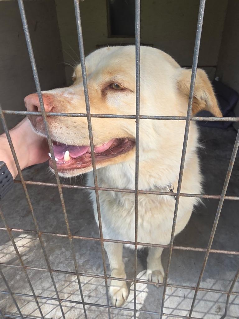 Luke (Cool Hand), a Adoptable mixed breed in Thompson Falls, MT image 1/2