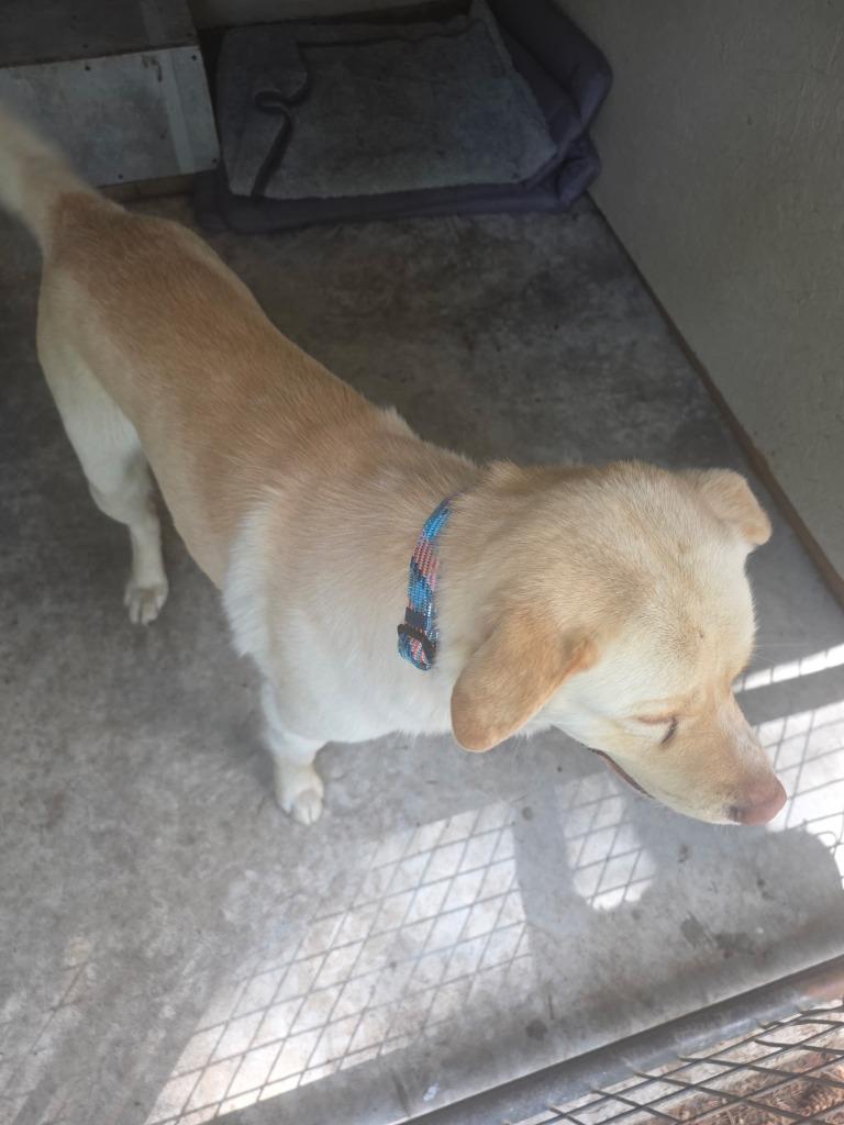 Luke (Cool Hand), a Adoptable mixed breed in Thompson Falls, MT image 2/2