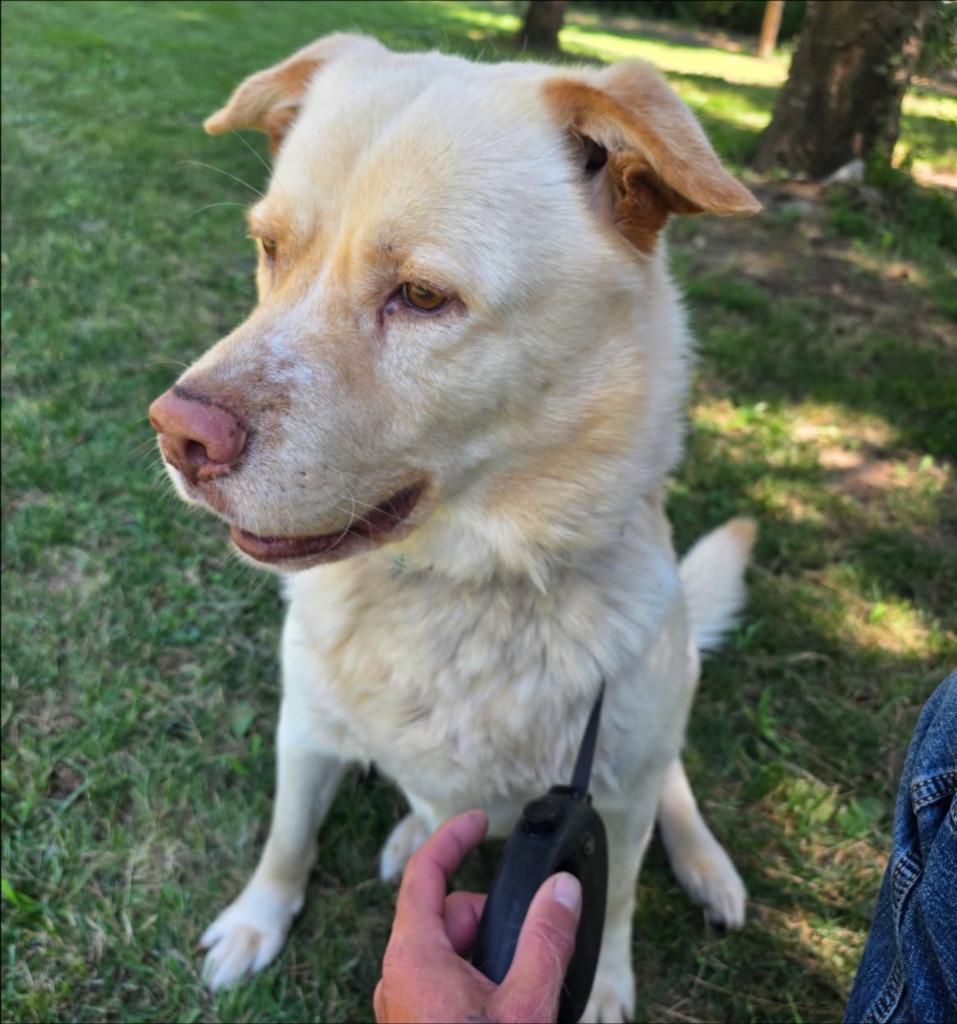 Luke (Cool Hand), a Adoptable mixed breed in Thompson Falls, MT image 3/3
