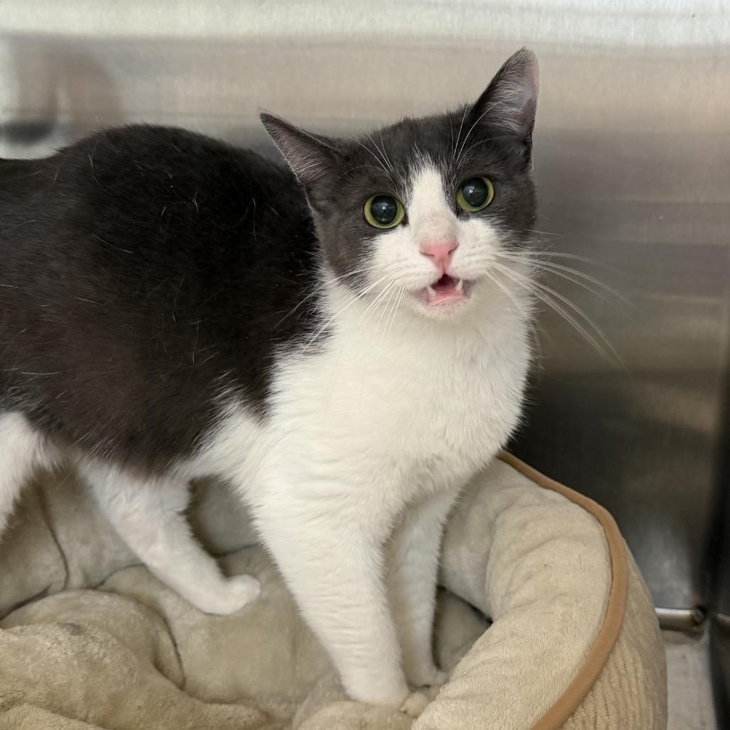 Enlarge April, a Adoptable Domestic Short Hair in Calverton, NY image 1/1