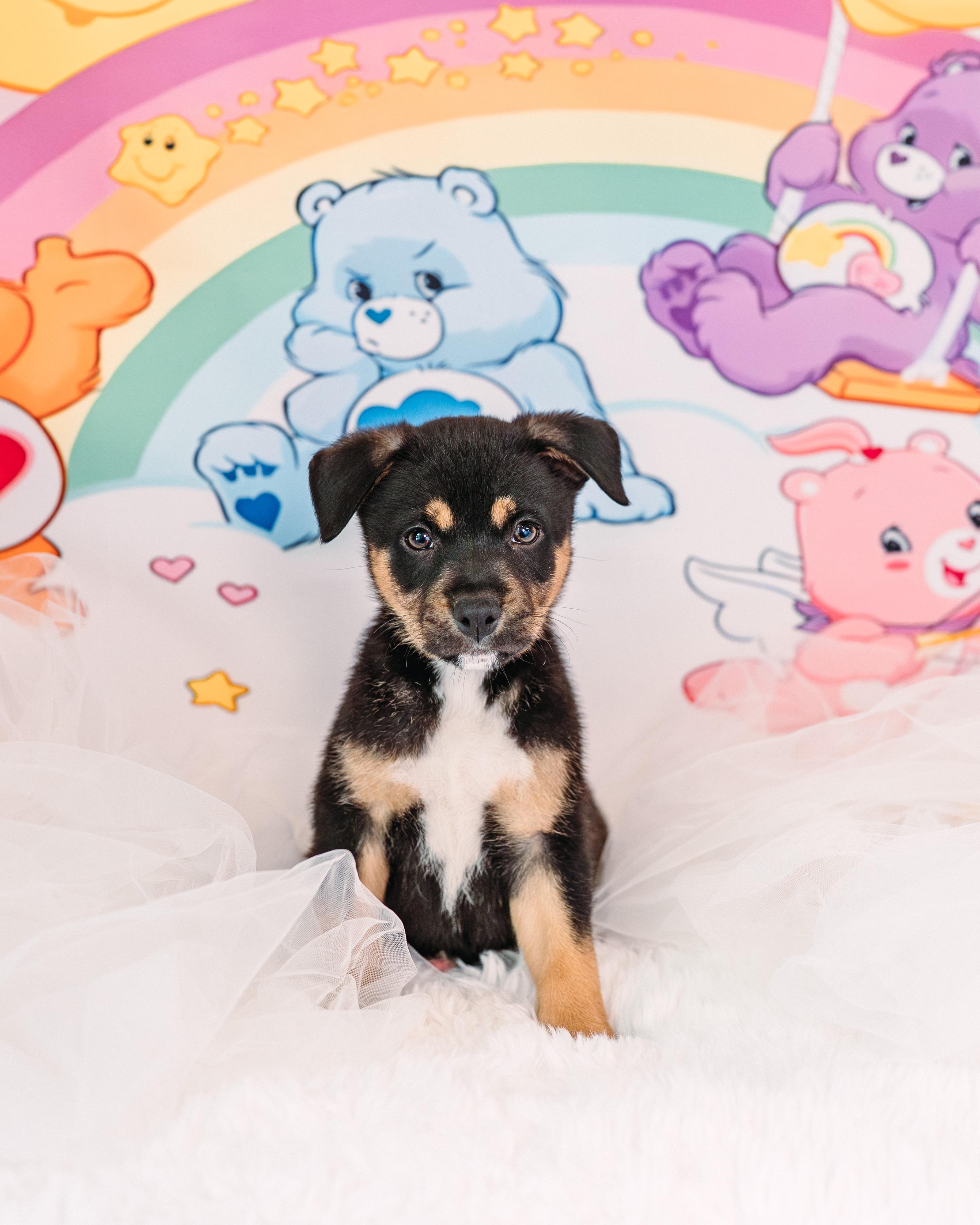 Enlarge Cheer, a Adoptable mixed breed in Avon, CT image 1/2