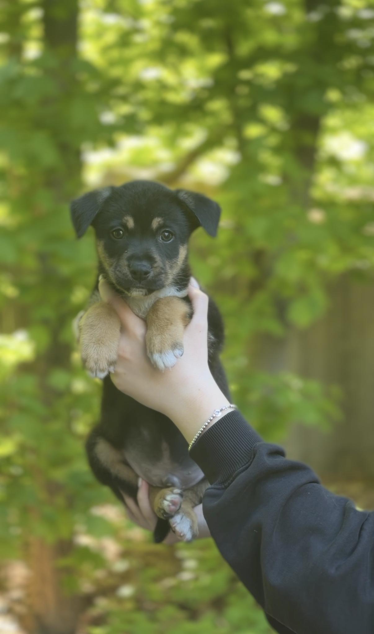 Enlarge Cheer, a Adoptable mixed breed in Avon, CT image 2/2