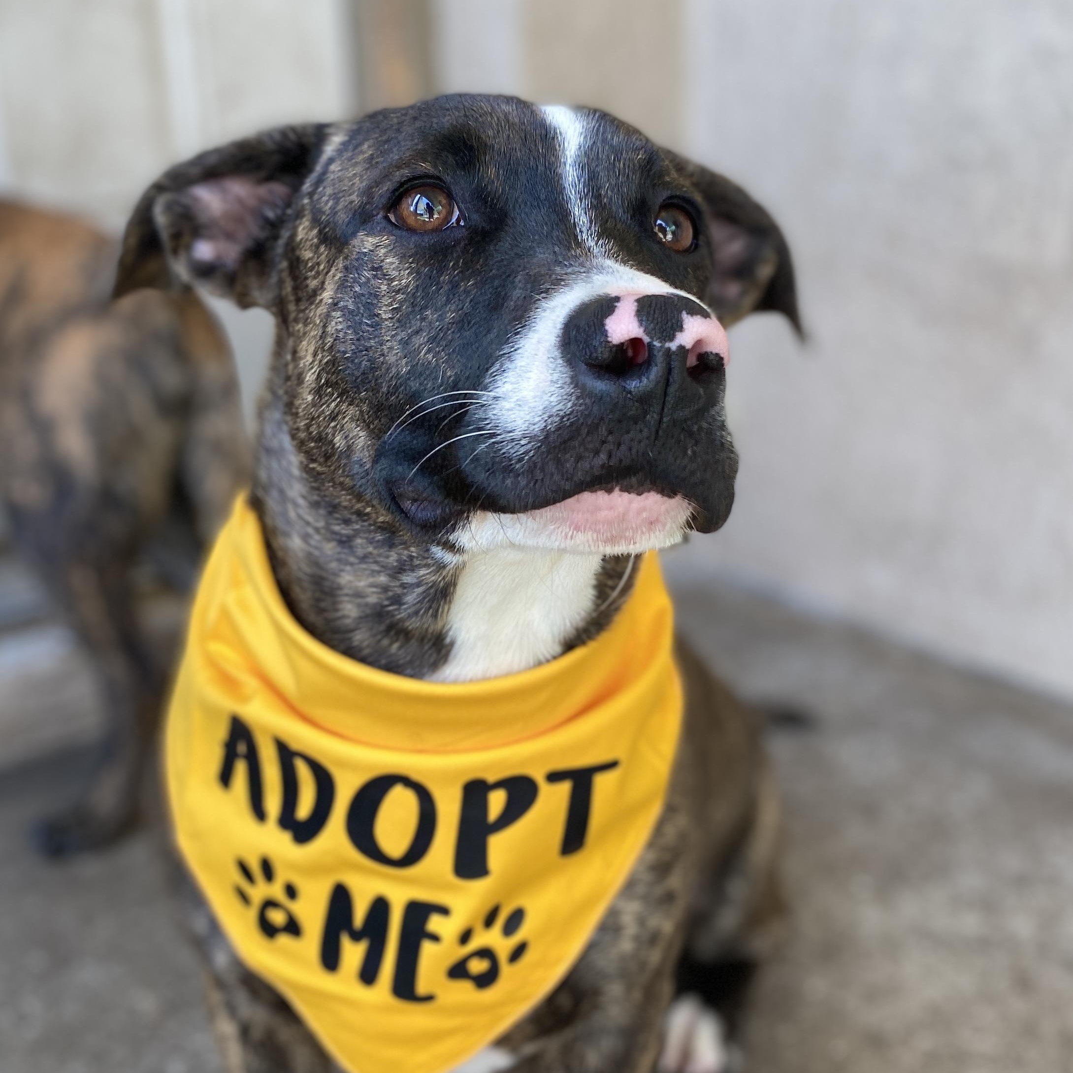 Enlarge TOMMY- Needs a foster or adopter, a Adoptable mixed breed in Largo, FL image 5/6