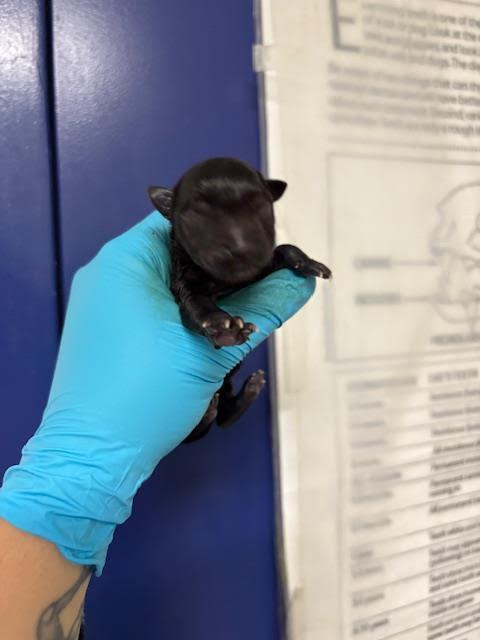 Farley -- URGENT! NEEDS A HOME!