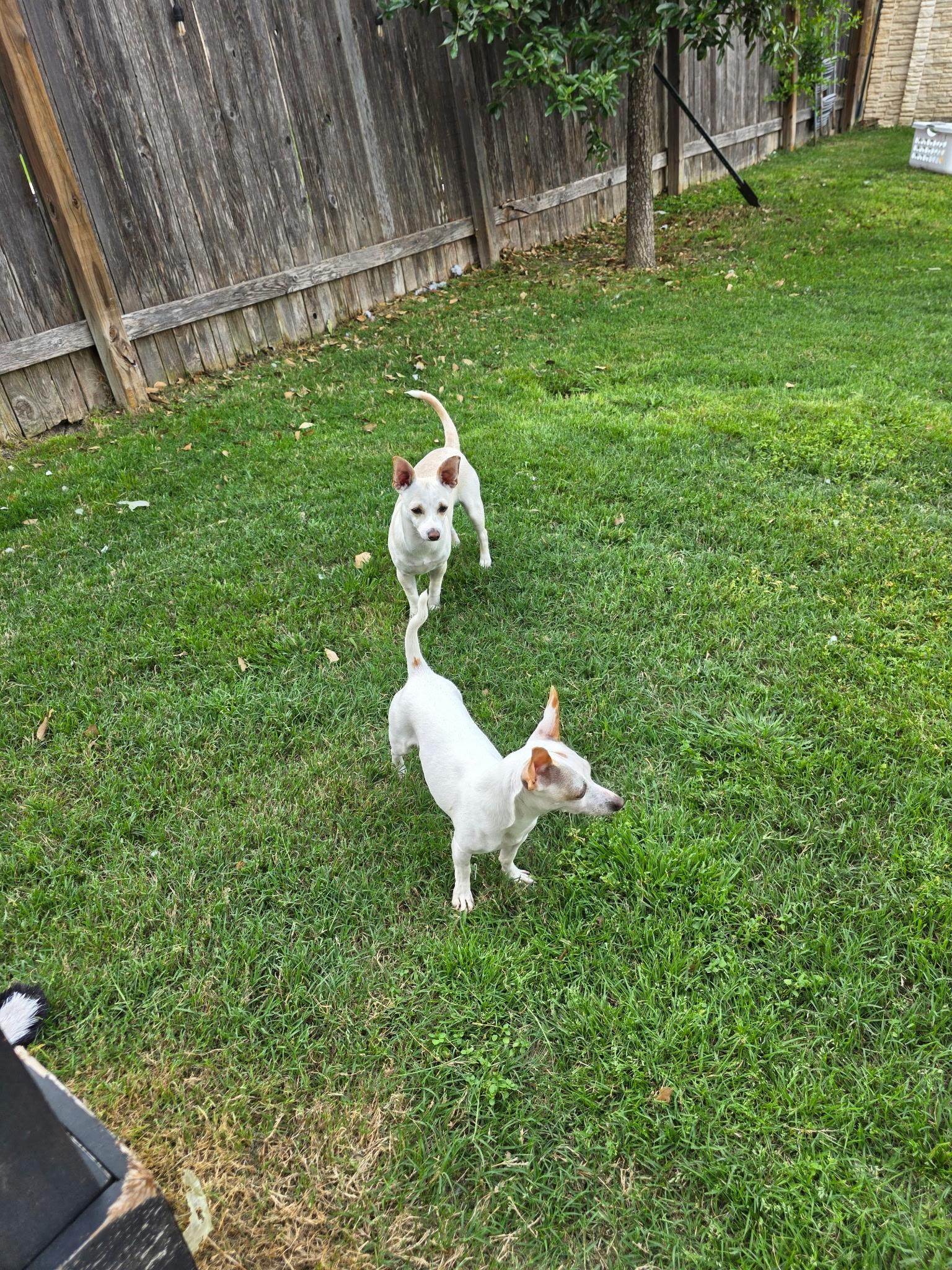 Enlarge Jupiter & Luna, a Adoptable Chihuahua in Pflugerville, TX image 1/3