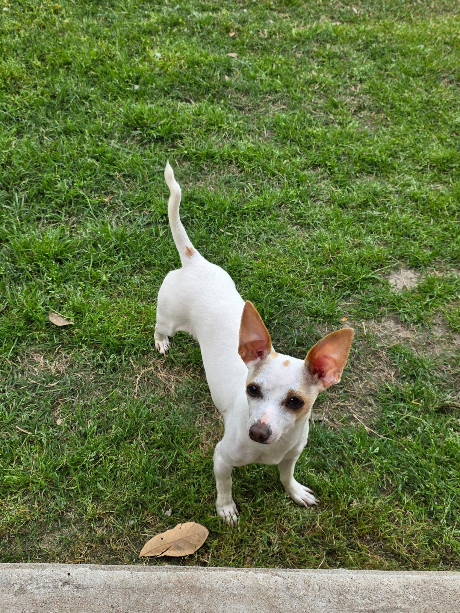 Enlarge Jupiter & Luna, a Adoptable Chihuahua in Pflugerville, TX image 3/3
