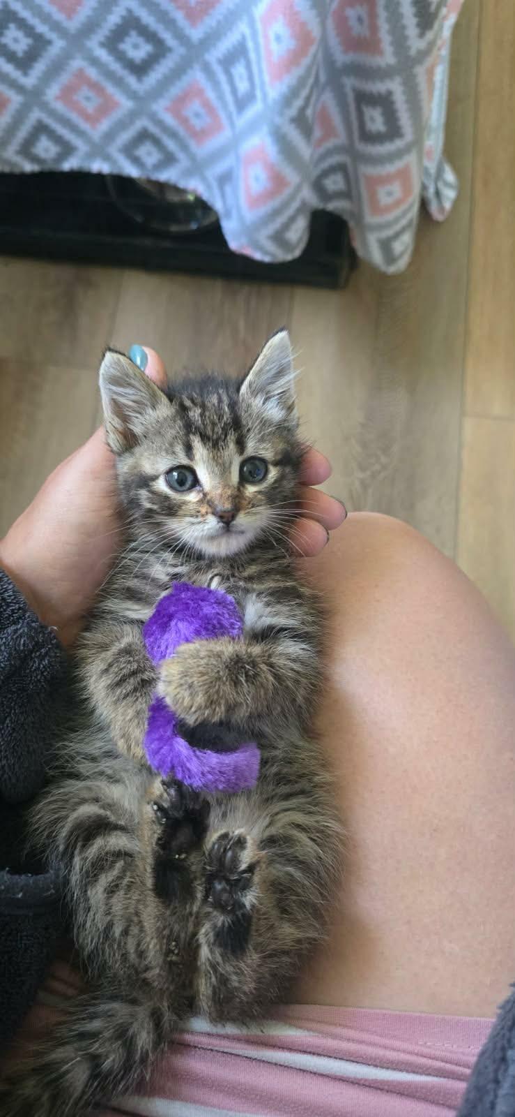 Satin, a ADOPTABLE Domestic Short Hair in Martinsville, IN image 2/2