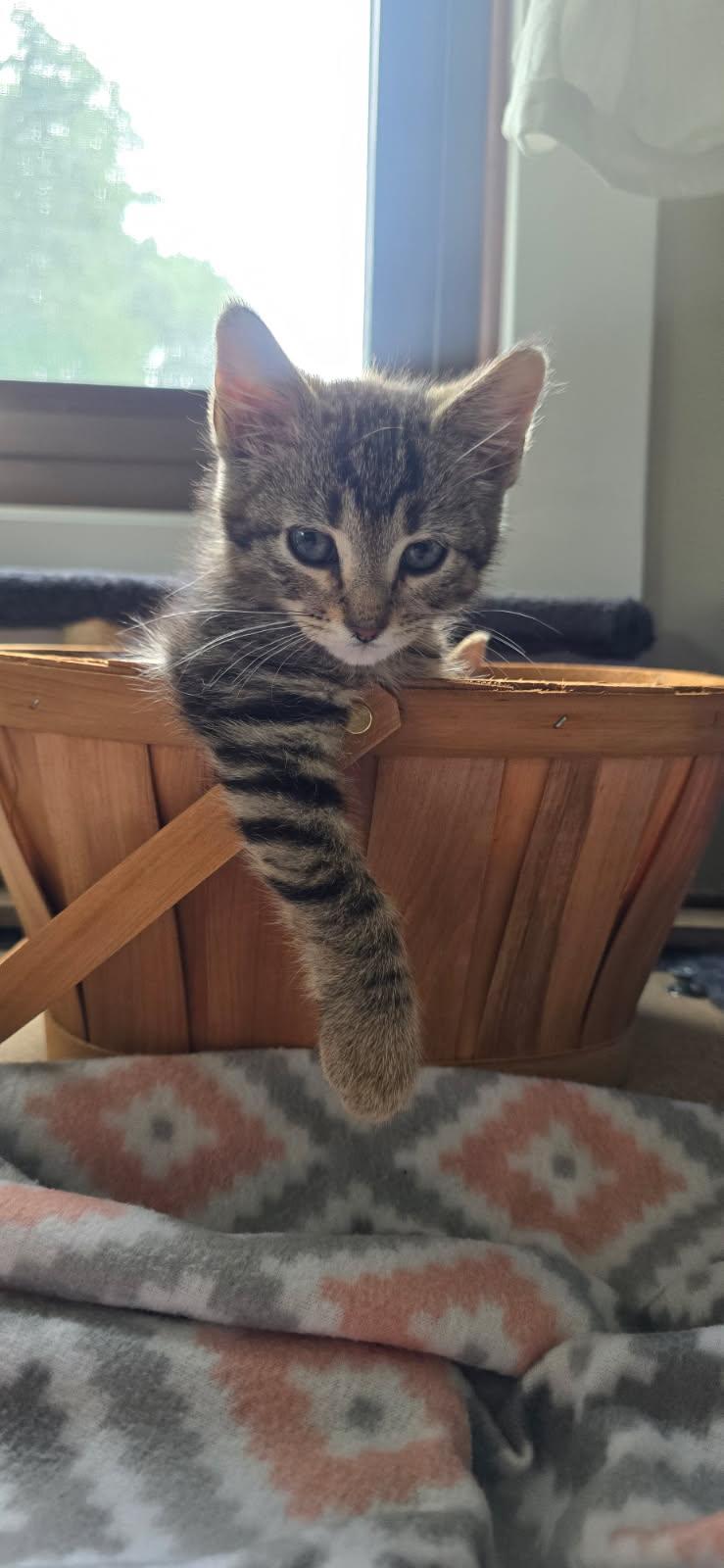 Satin, ADOPTABLE, Kitten Female Domestic Short Hair.
