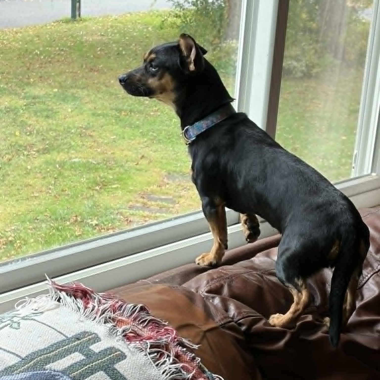 Bella, an adoptable mixed breed in Danbury, CT image 4/6