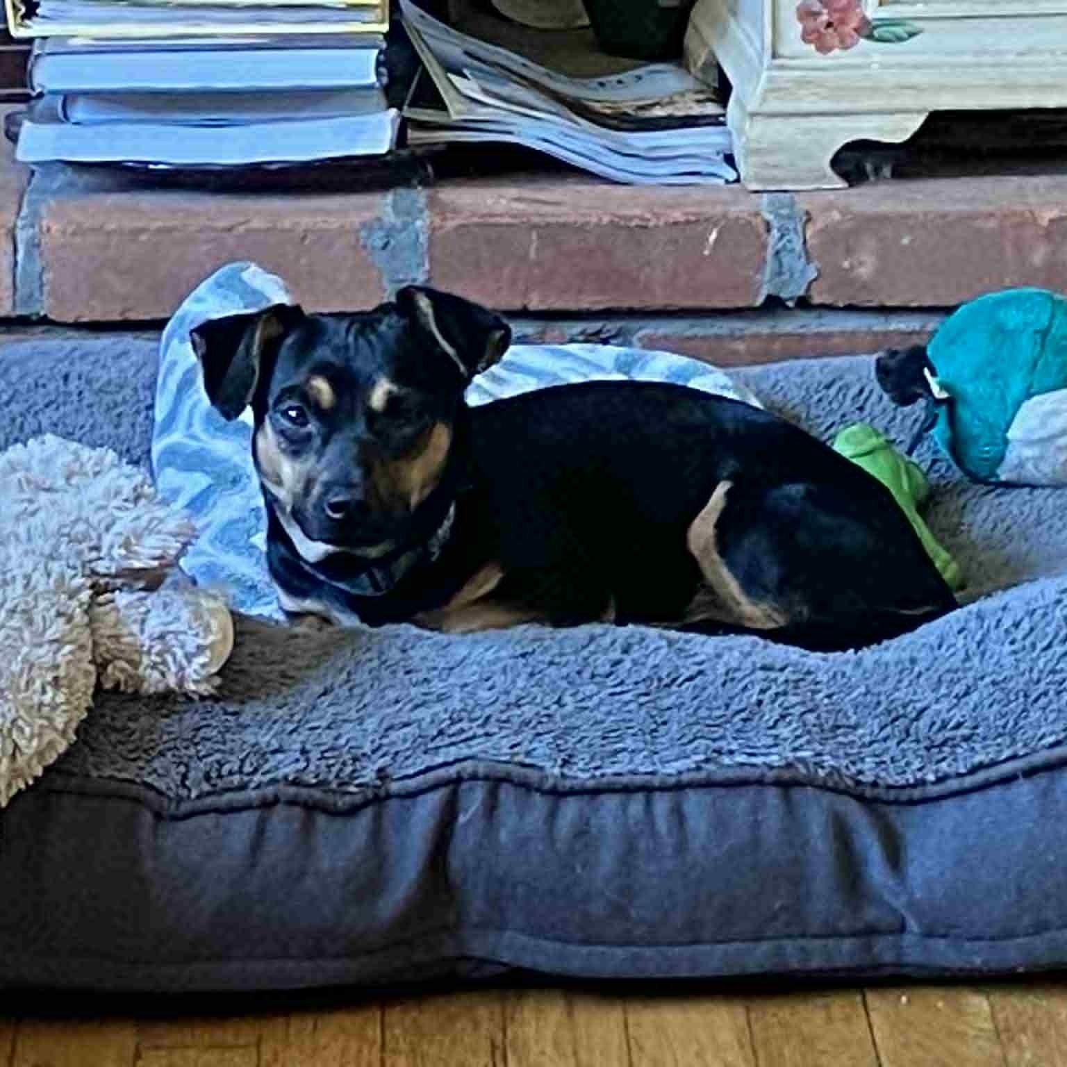 Bella, an adoptable mixed breed in Danbury, CT image 1/6