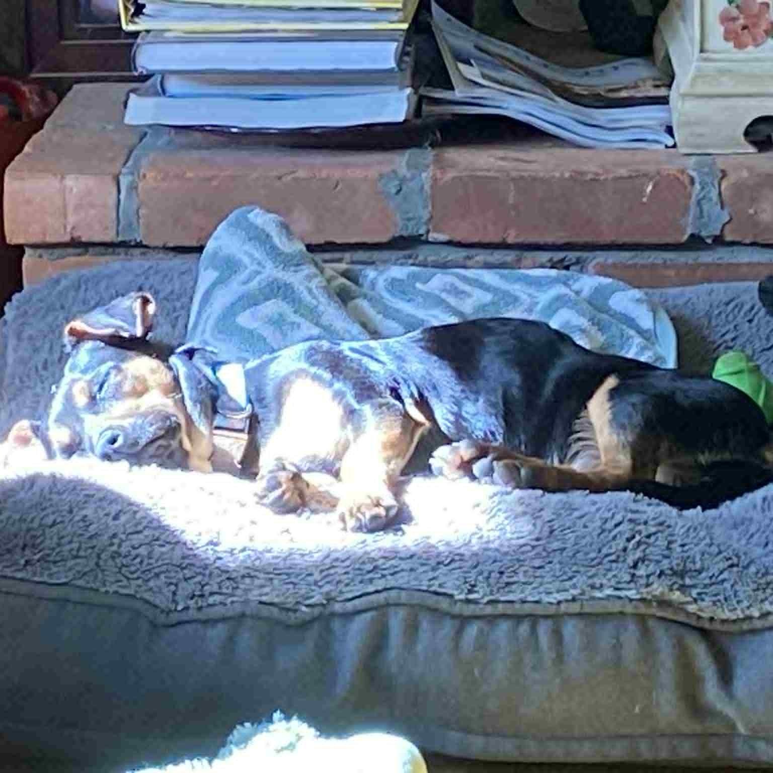 Bella, an adoptable mixed breed in Danbury, CT image 2/6