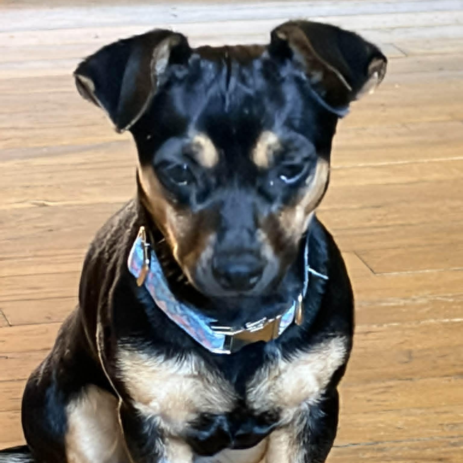 Bella, an adoptable mixed breed in Danbury, CT image 6/6