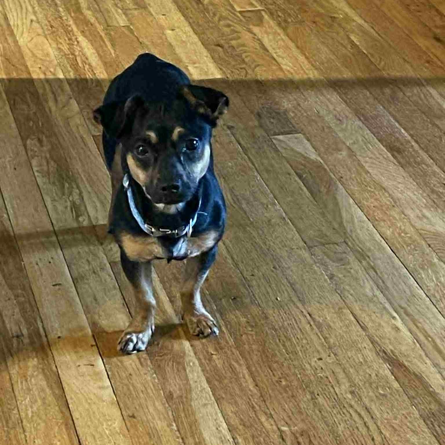 Bella, an adoptable mixed breed in Danbury, CT image 3/6