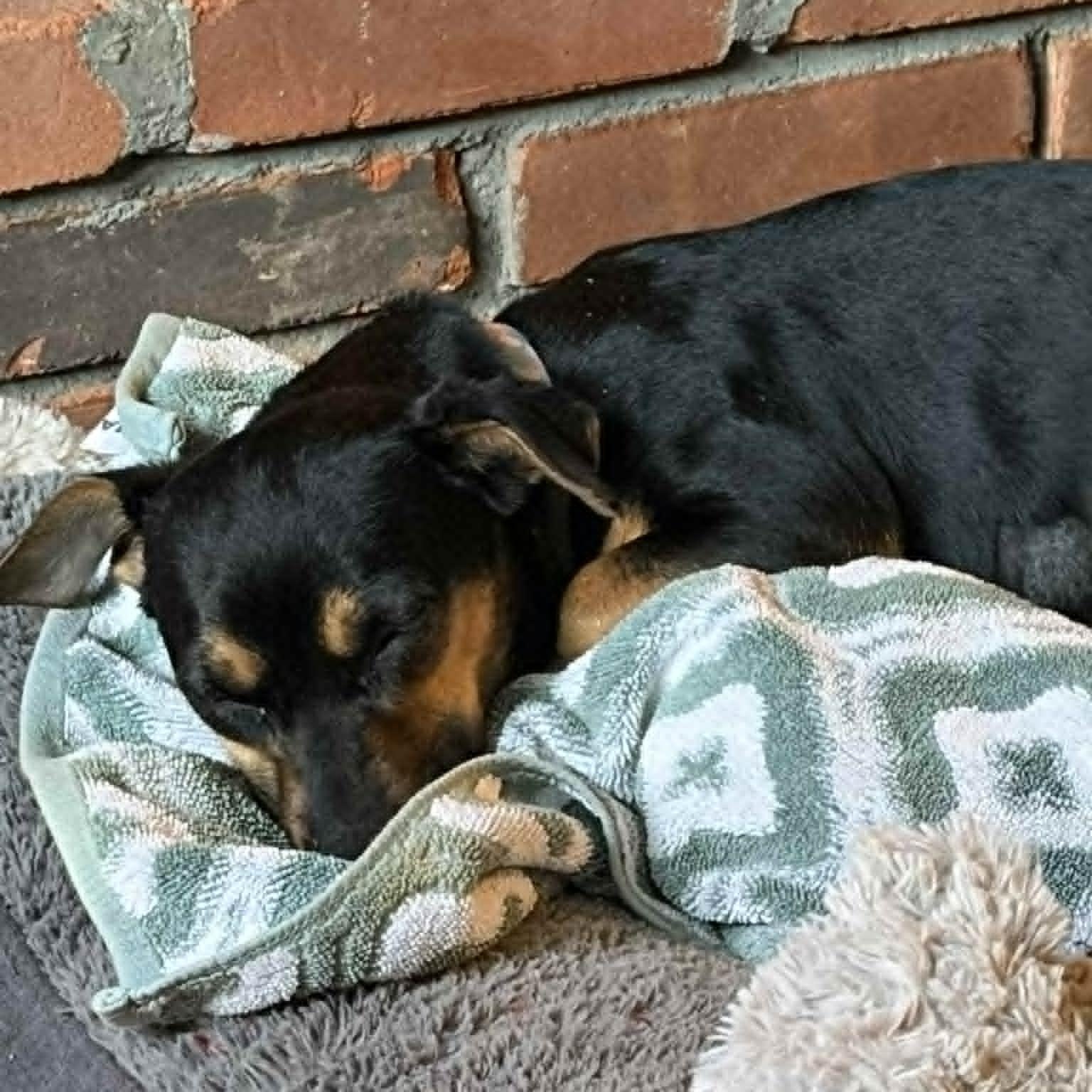 Bella, an adoptable mixed breed in Danbury, CT image 5/6