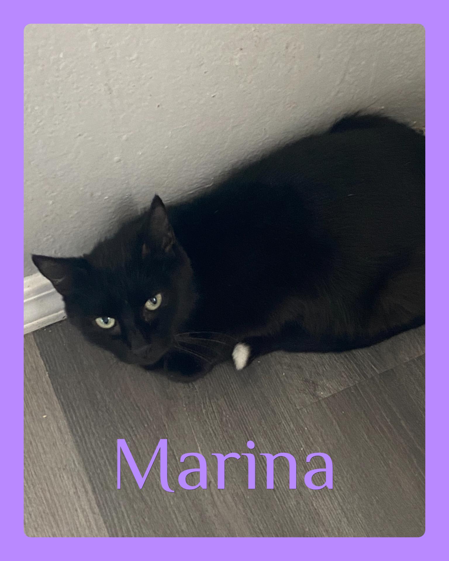 Enlarge MARINA, a ADOPTABLE Tabby in Lawton, OK image 1/1
