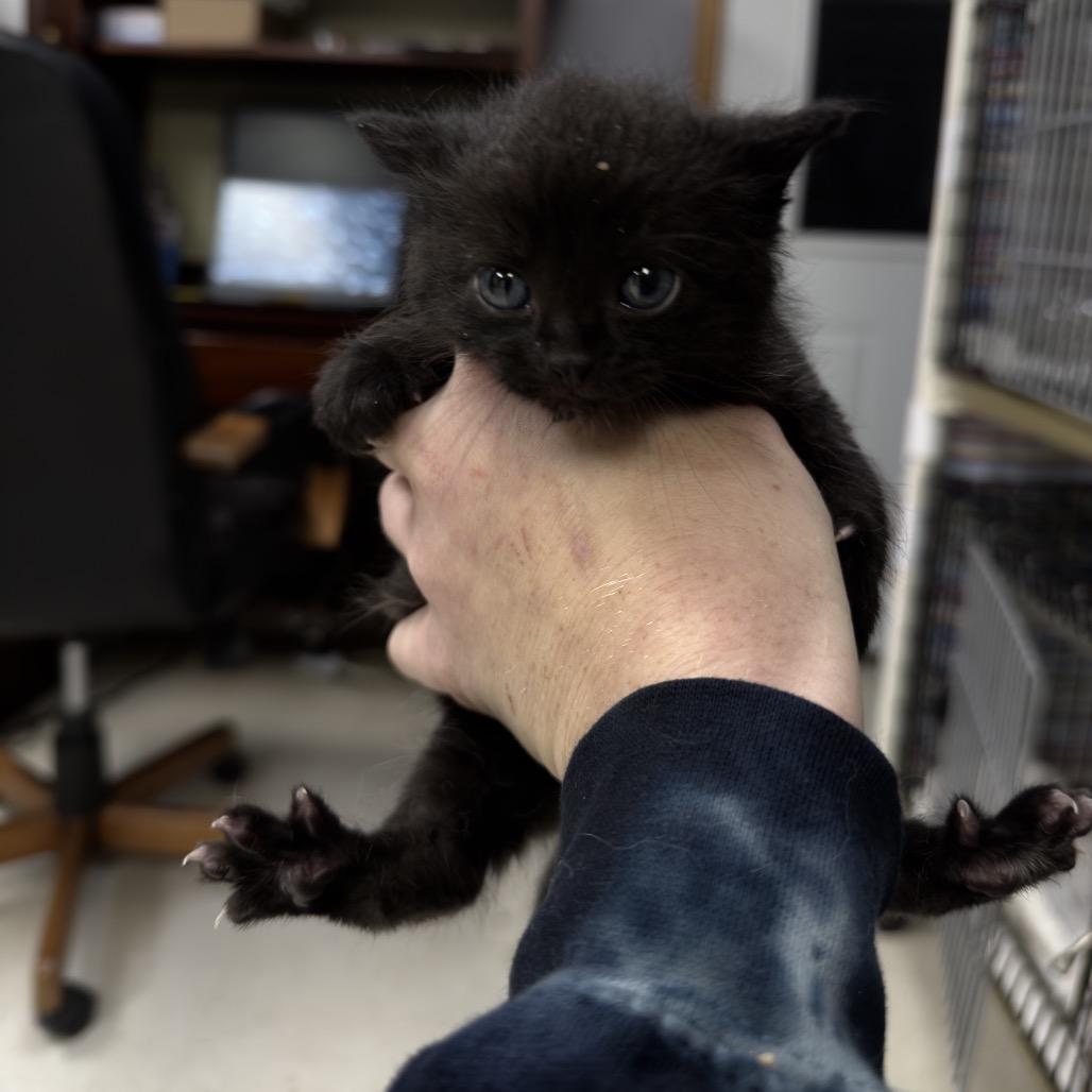Vader, a Adoptable Domestic Short Hair in Milford, IA image 1/6