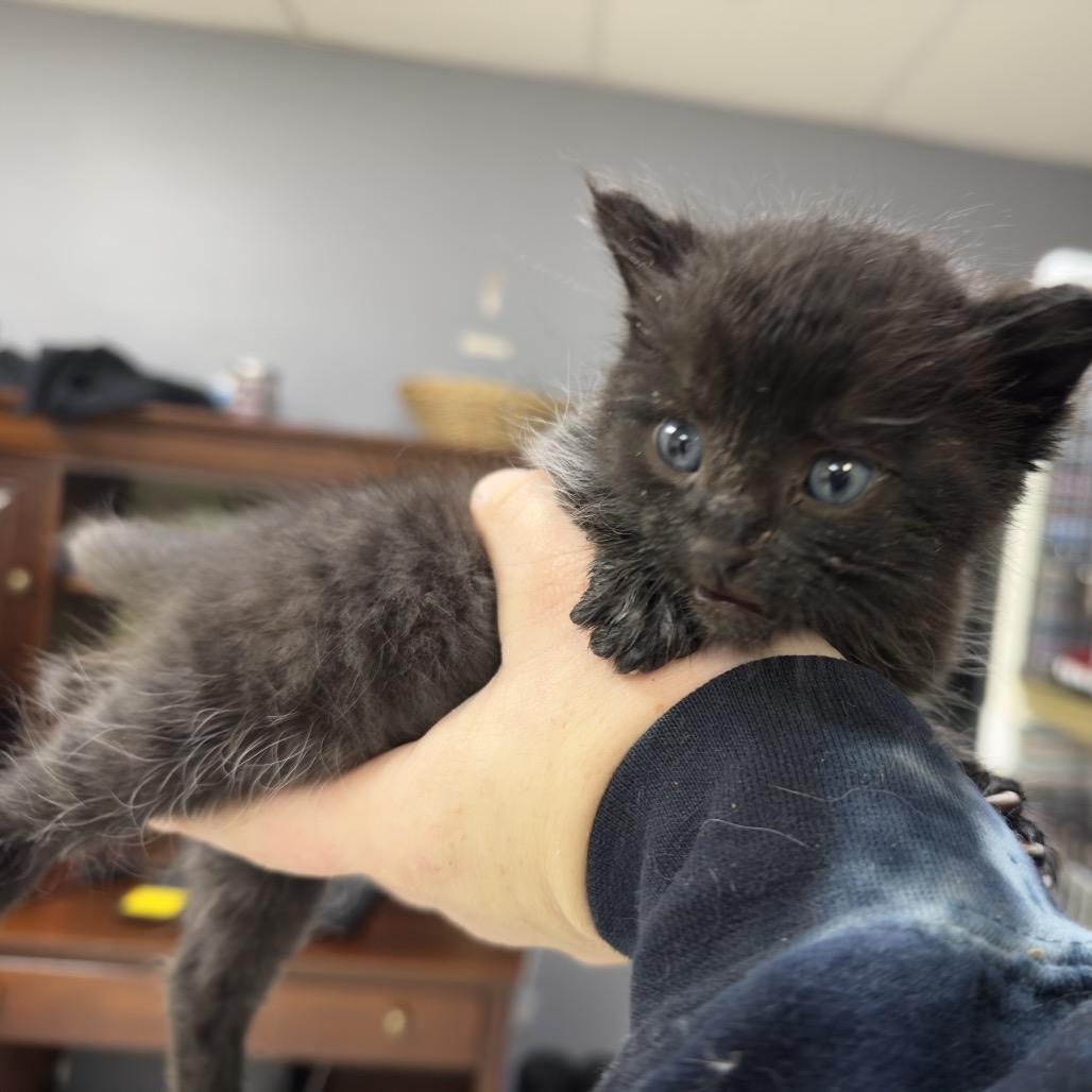 Vader, a Adoptable Domestic Short Hair in Milford, IA image 2/6