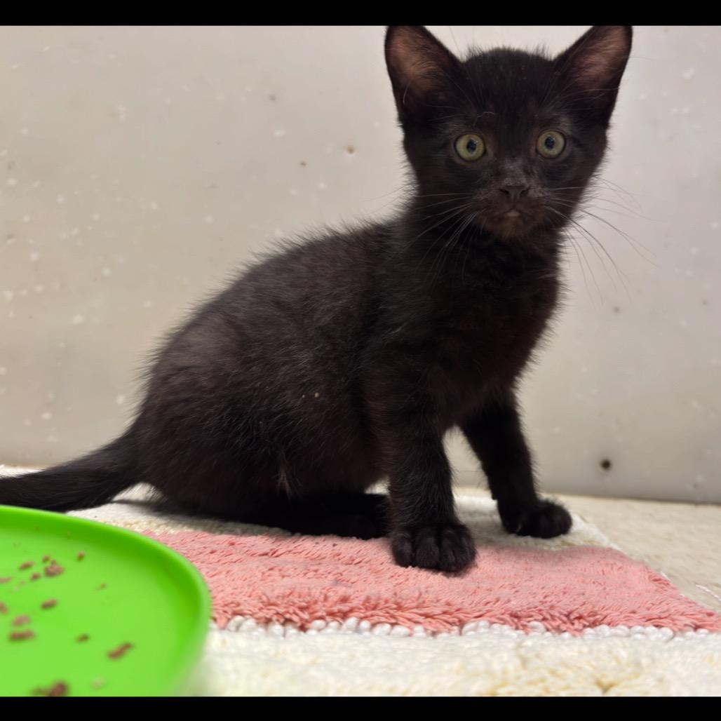 Vader, a Adoptable Domestic Short Hair in Milford, IA image 3/6