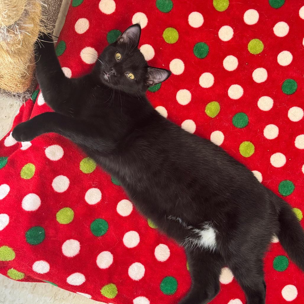 Enlarge Vader, a Adoptable Domestic Short Hair in Milford, IA image 4/6
