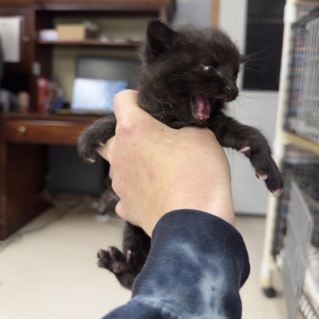 Vader, a Adoptable Domestic Short Hair in Milford, IA image 4/6