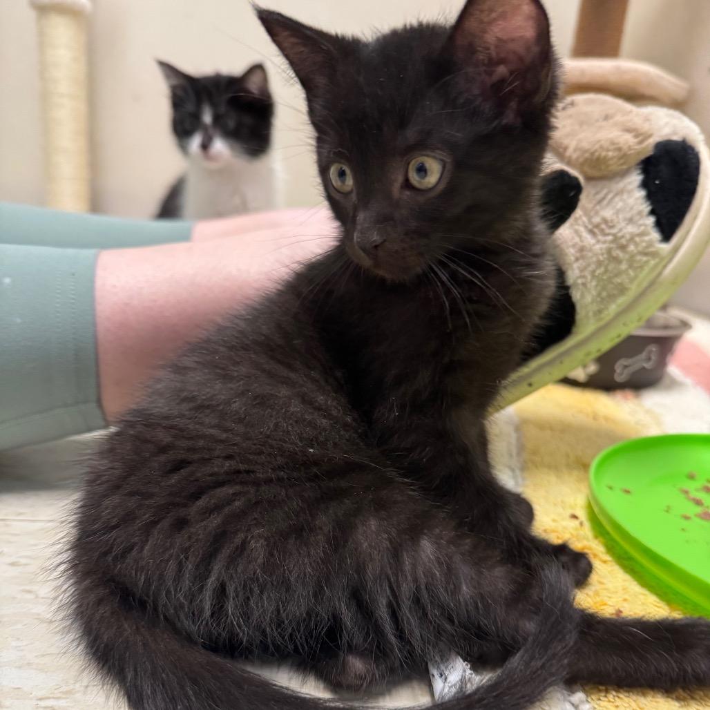 Vader, a Adoptable Domestic Short Hair in Milford, IA image 5/6