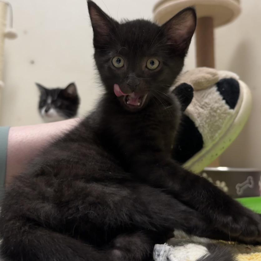 Vader, a Adoptable Domestic Short Hair in Milford, IA image 6/6