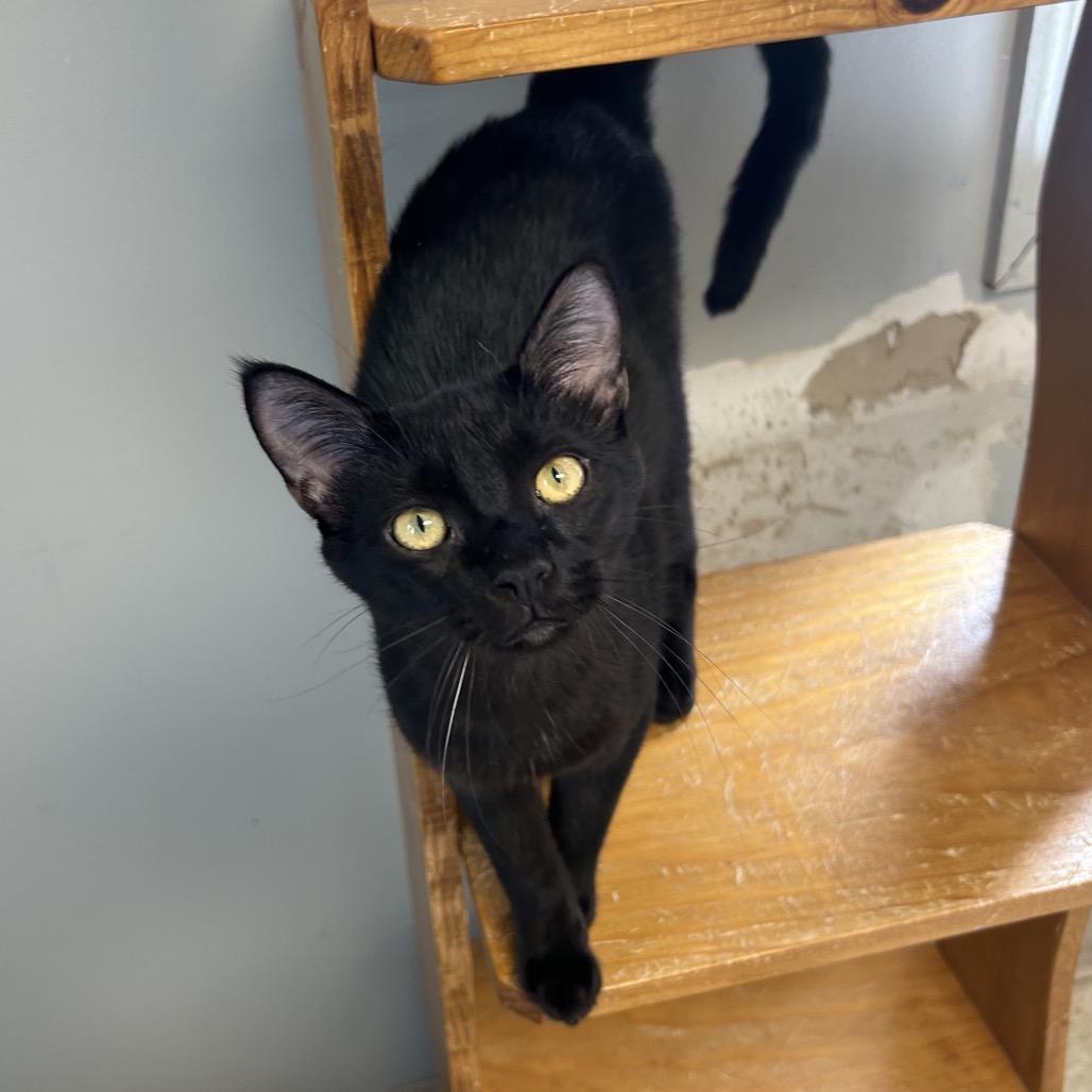 Enlarge Vader, a Adoptable Domestic Short Hair in Milford, IA image 6/6