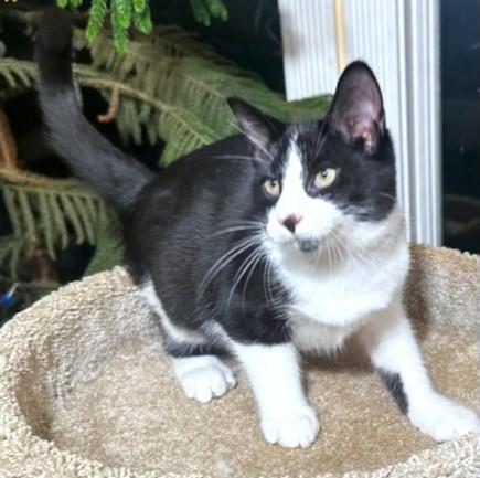 VELVETTY VINCE!, an adoptable Siberian in Danbury, CT, 06811 | Photo Image 3