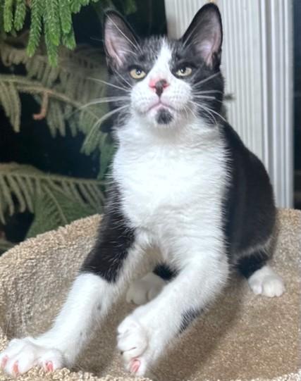 VELVETTY VINCE!, an adoptable Siberian in Danbury, CT, 06811 | Photo Image 6