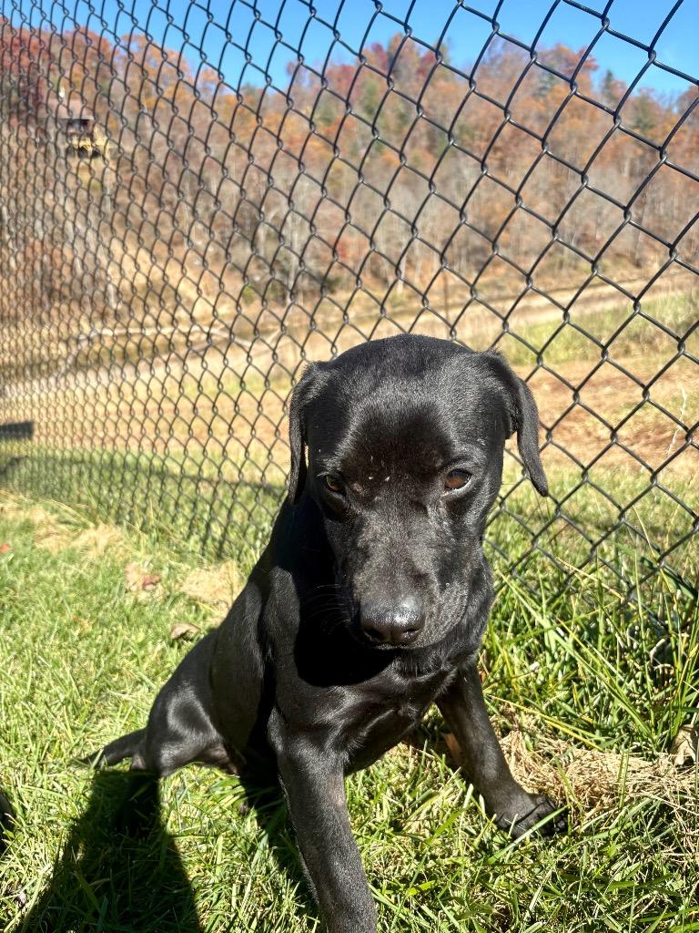 Heidi, Adoptable, Adult Female Black Labrador Retriever & Mixed Breed.