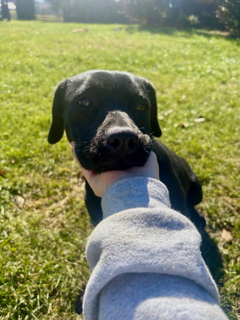 Enlarge Heidi, a Adoptable mixed breed in Burnsville, NC image 3/4