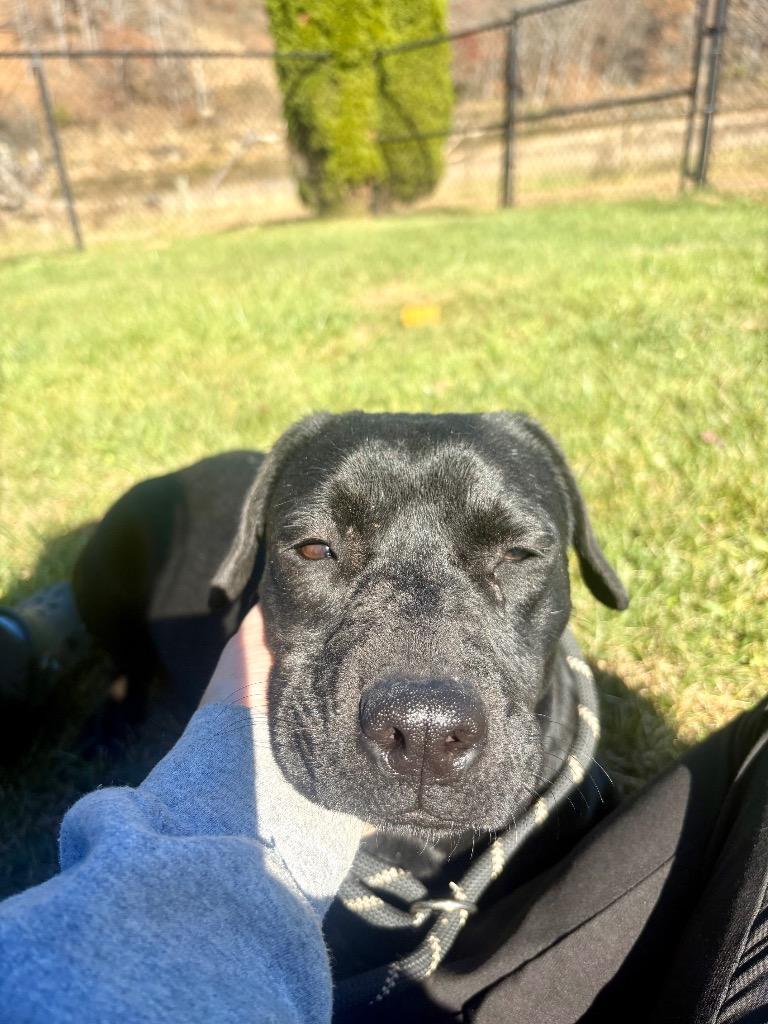 Enlarge Heidi, a Adoptable mixed breed in Burnsville, NC image 4/4