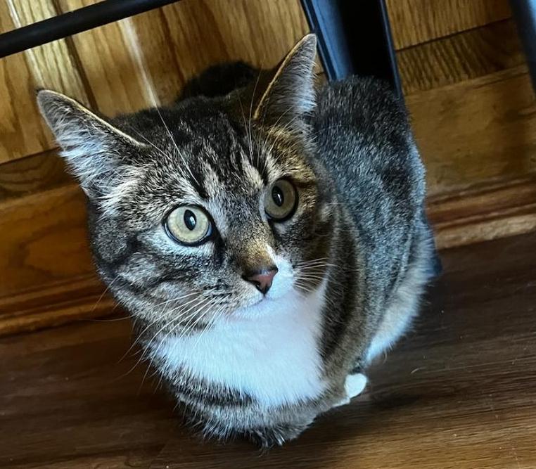 Shannon's Lucy, Adopted, Adult Female Tabby.
