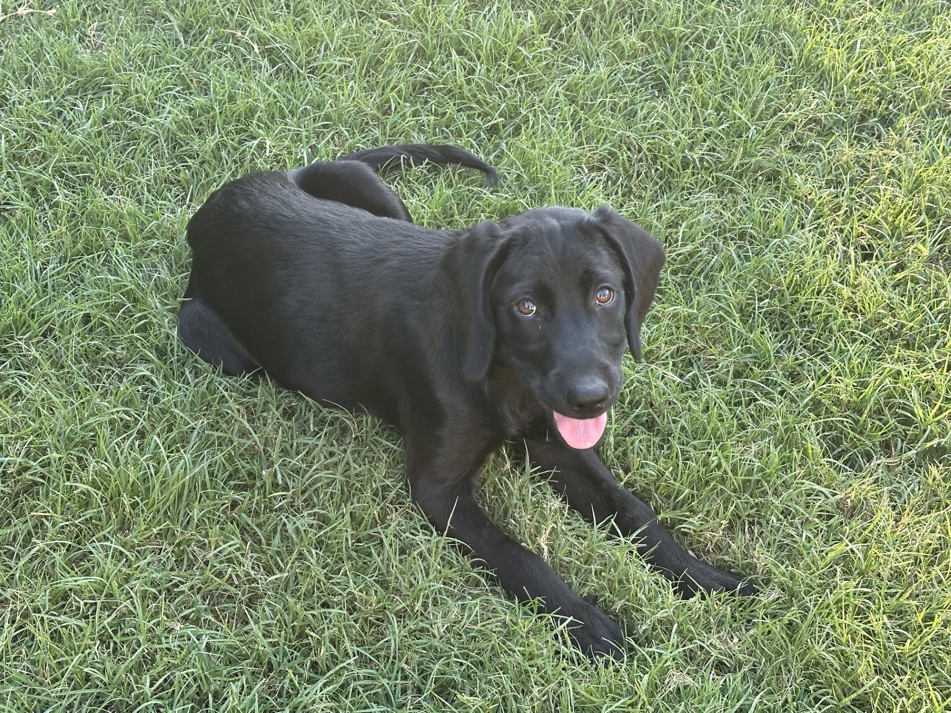 RAY, Adopted, Puppy Male Labrador Retriever.