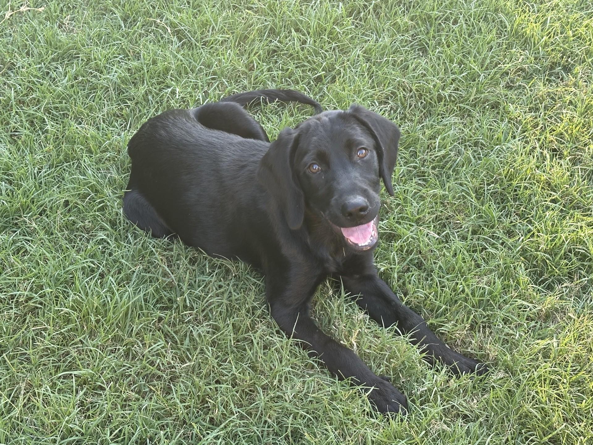 Enlarge RAY, a Adopted Labrador Retriever in Broken Arrow, OK image 2/3