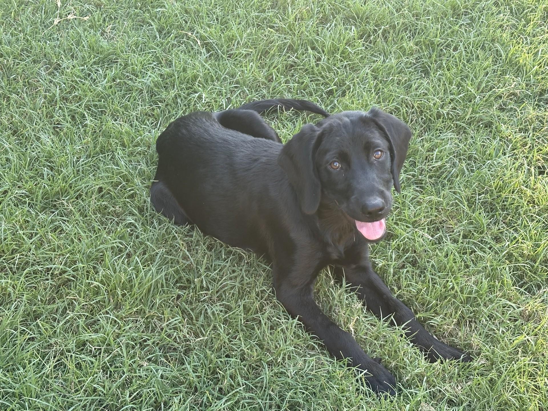 Enlarge RAY, a Adopted Labrador Retriever in Broken Arrow, OK image 3/3