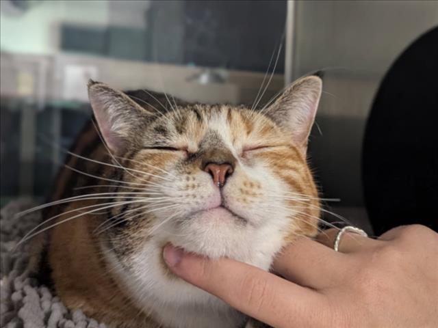 ZOE, a Adoptable Domestic Short Hair in Santa Cruz, CA image 2/2