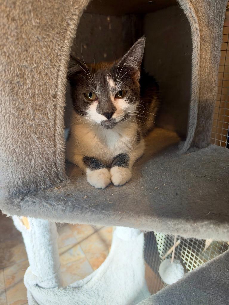 Treasure, Adoptable, Kitten Female Domestic Short Hair.