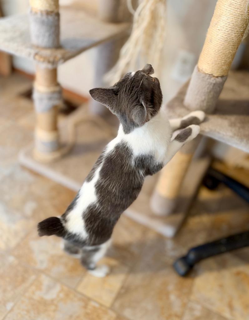 Enlarge Treasure, a Adoptable mixed breed in Parsons, WV image 3/3
