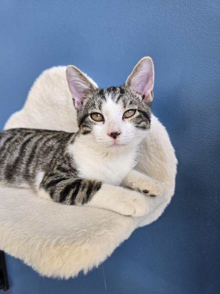 Cher, Adoptable, Kitten Female Domestic Short Hair.