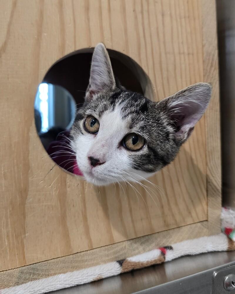 Enlarge Cher, a Adoptable mixed breed in Wellington, KS image 4/5