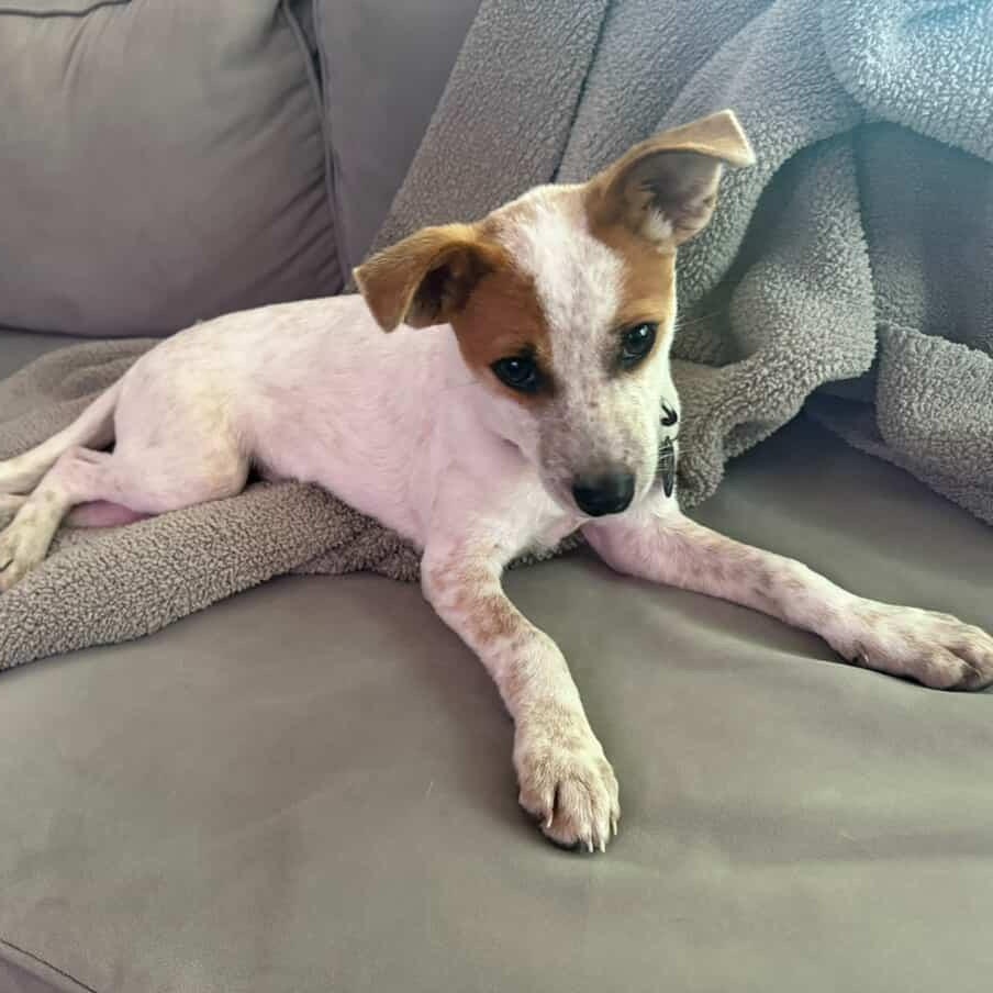 Enlarge Marty, a Adoptable mixed breed in San Diego, CA image 6/6