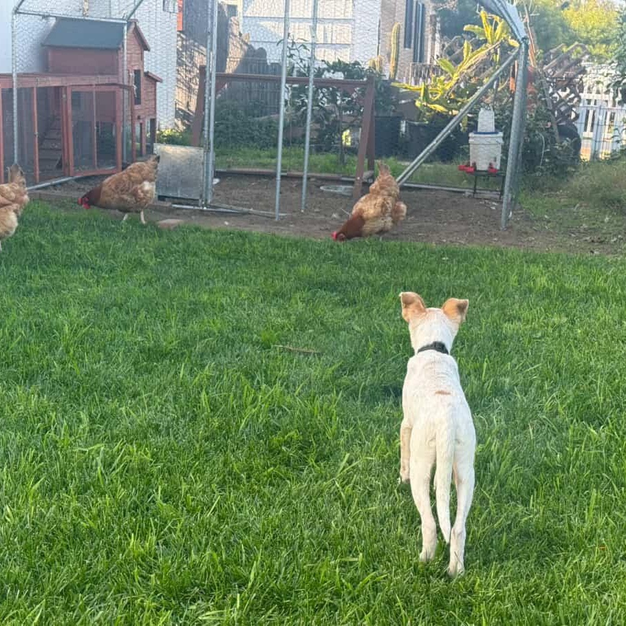 Enlarge Marty, a Adoptable mixed breed in San Diego, CA image 2/6