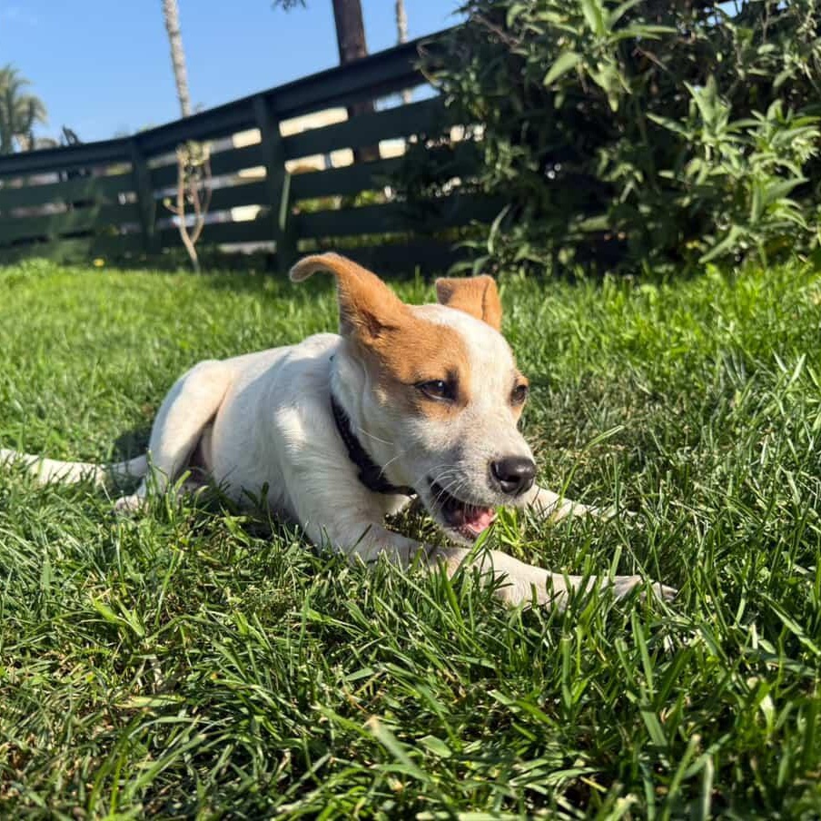 Enlarge Marty, a Adoptable mixed breed in San Diego, CA image 5/6