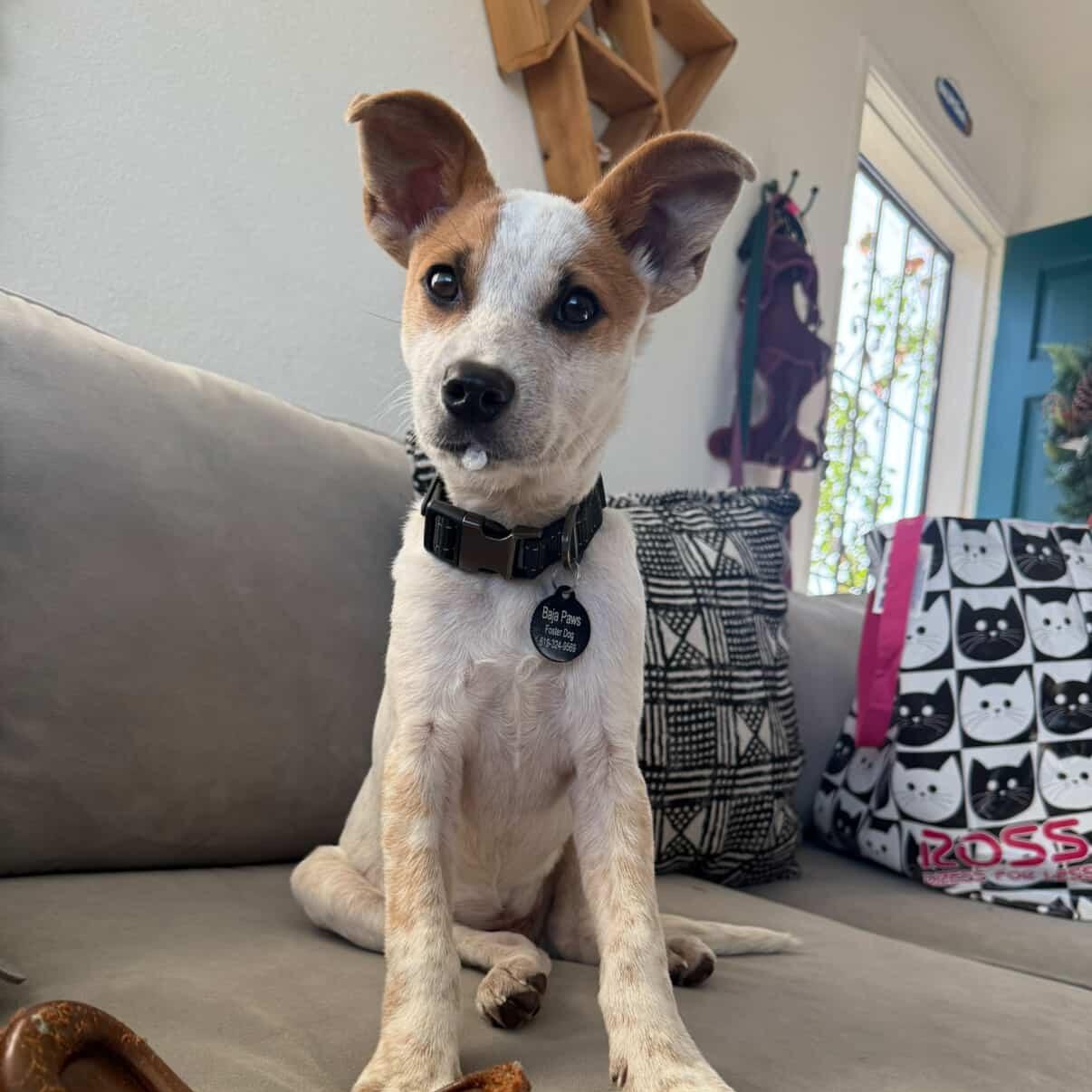 Enlarge Marty, a Adoptable mixed breed in San Diego, CA image 1/6