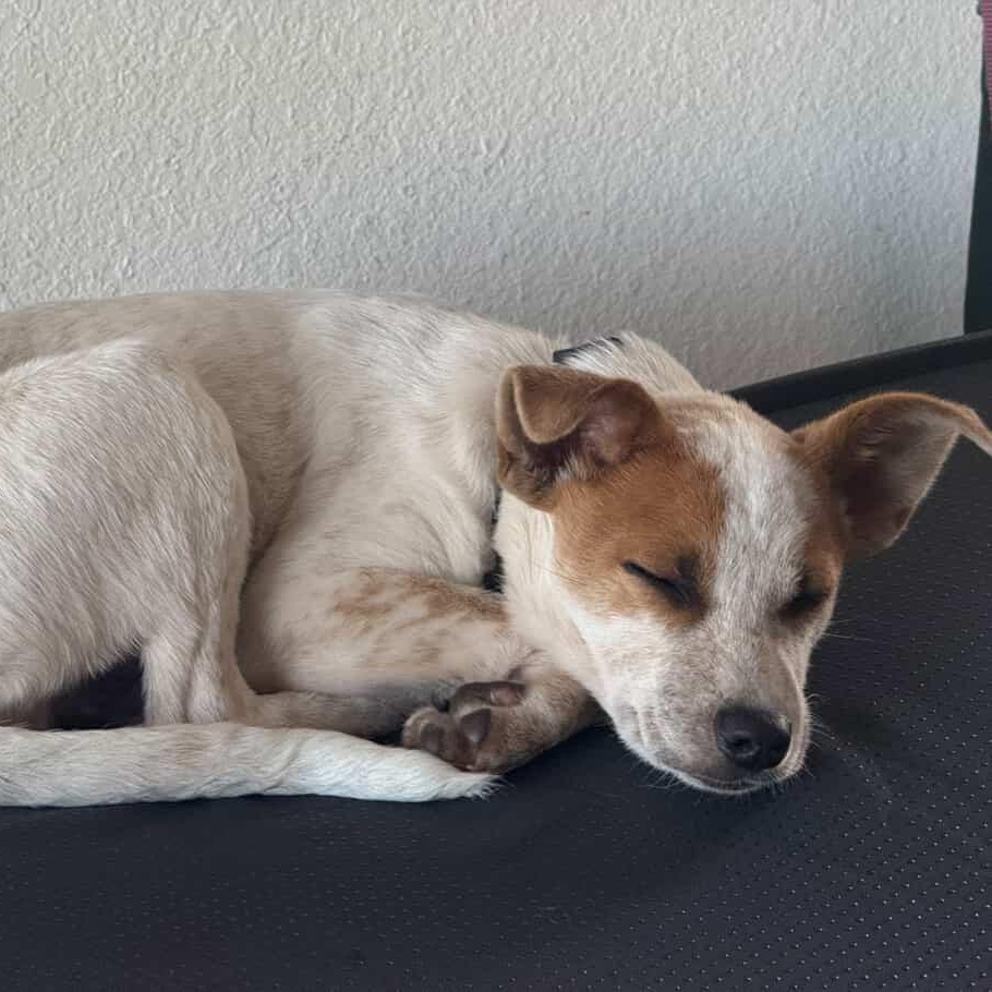 Enlarge Marty, a Adoptable mixed breed in San Diego, CA image 4/6