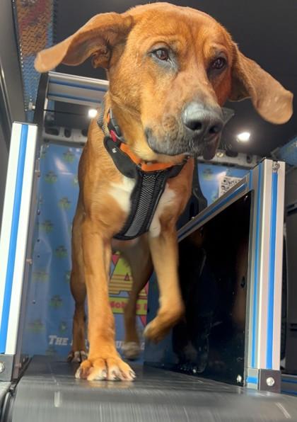 Felix, Adoptable, Adult Male Hound & Mixed Breed.