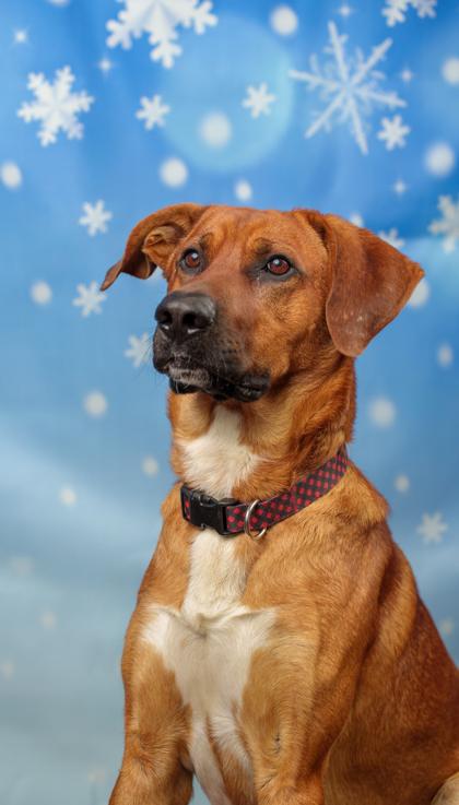 Enlarge Felix, a Adoptable mixed breed in Seattle, WA image 2/2